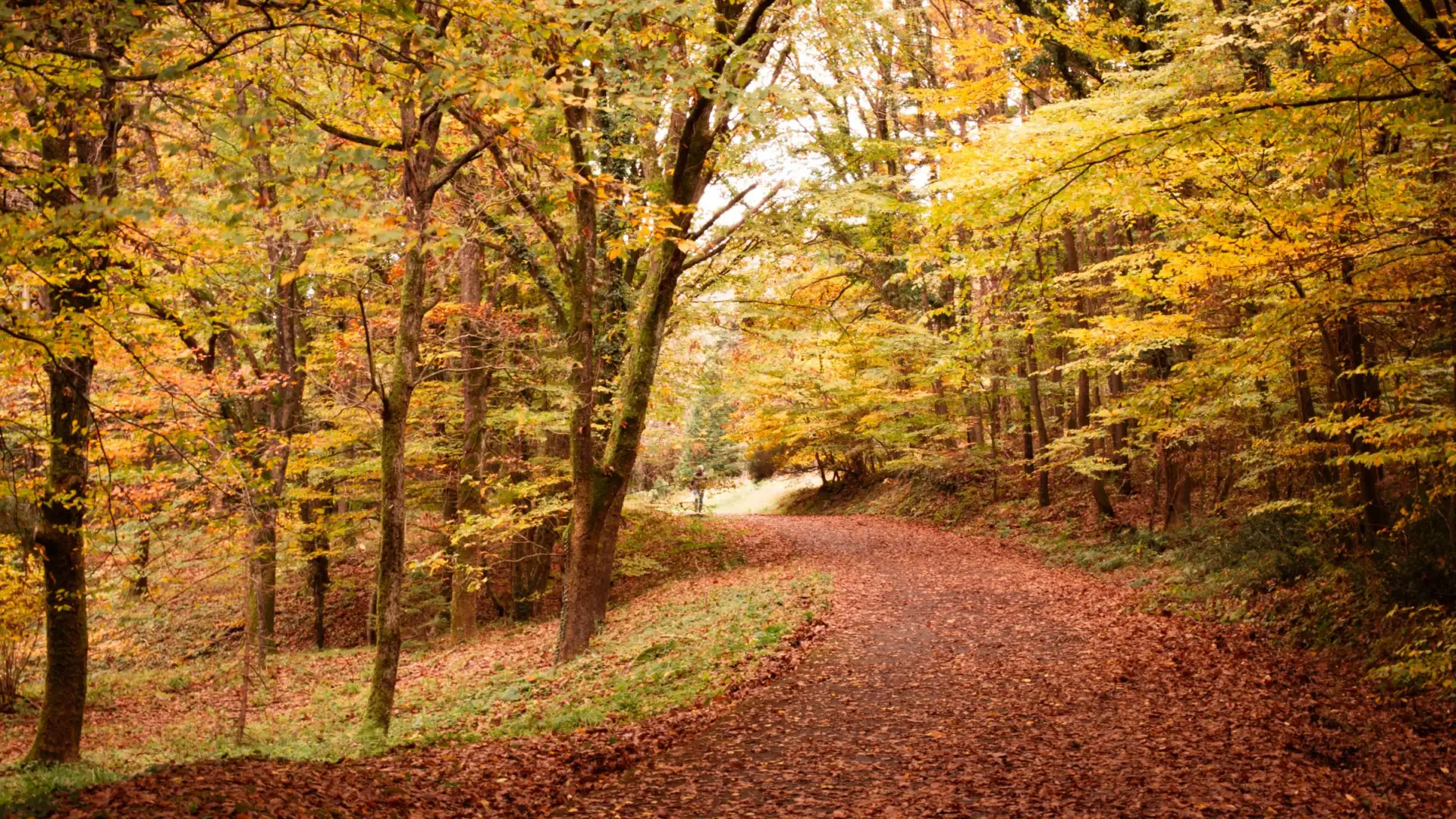 Chemin forestier en automne, illustration