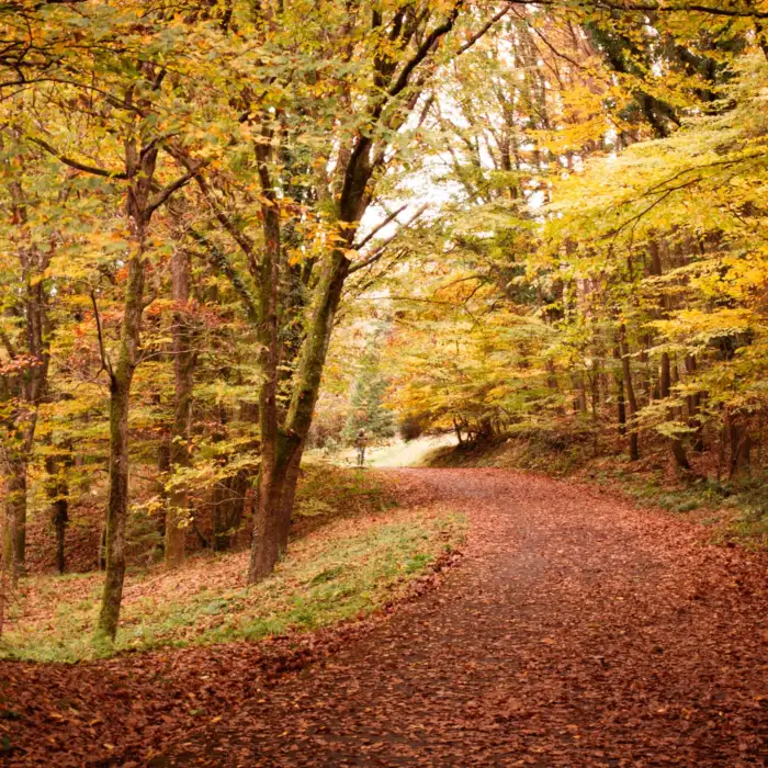 Chemin forestier en automne, illustration