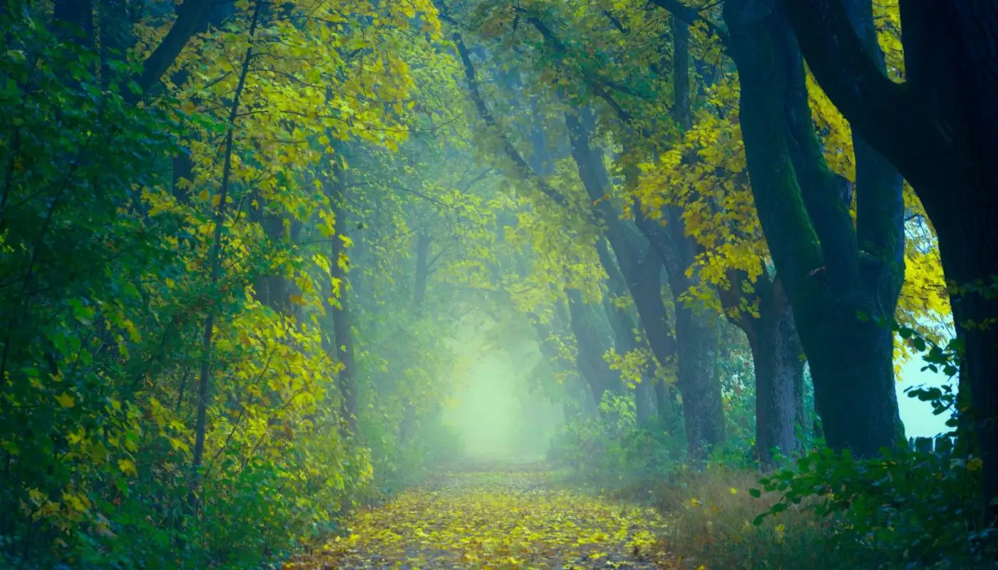 Chemin forestier baigné de lumière en automne, illustration