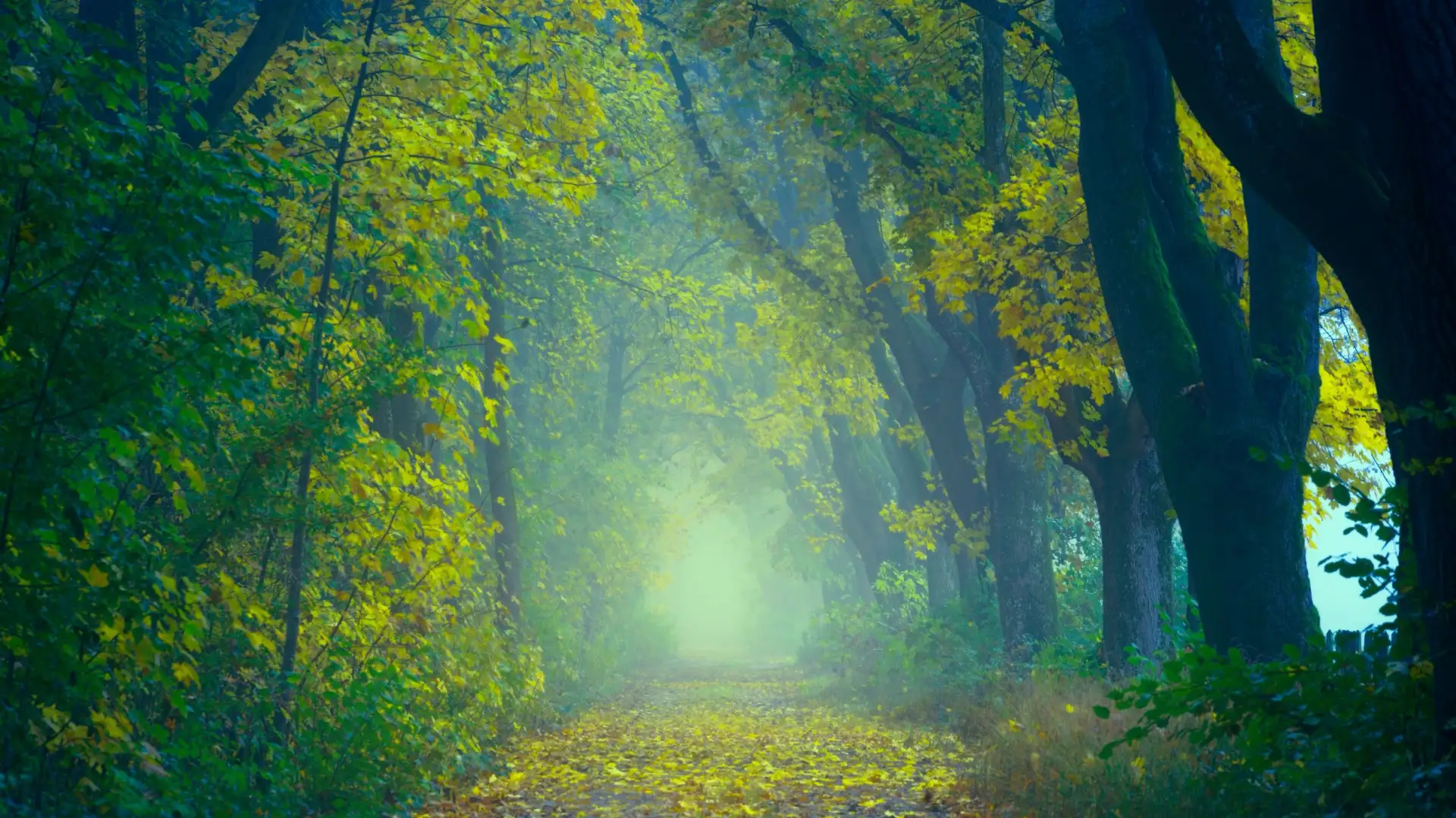Chemin forestier baigné de lumière en automne, illustration